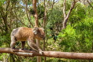 koala at philllip island